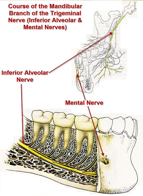 عصب های دندان در کجا قرار میگیرند ؟