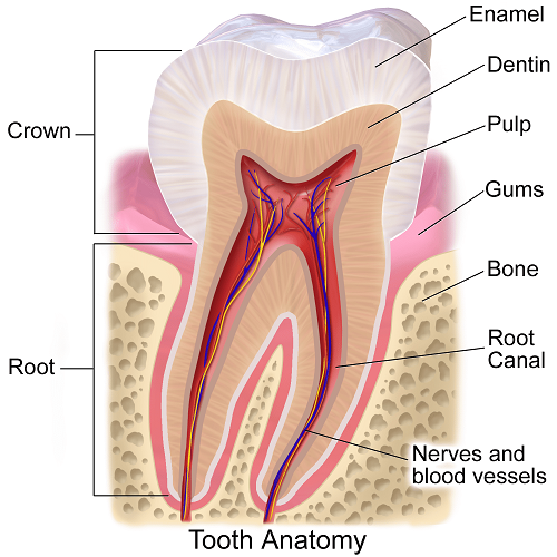 ساختار و جنس دندان ها 