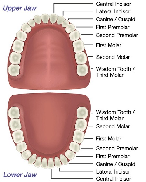 کانال های دندان در درمان ریشه مورفولوژی دندان ها